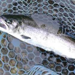 雨のフィッシングパーク高島の泉